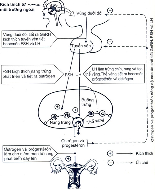 cơ chế điều hoà sinh trứng, olm